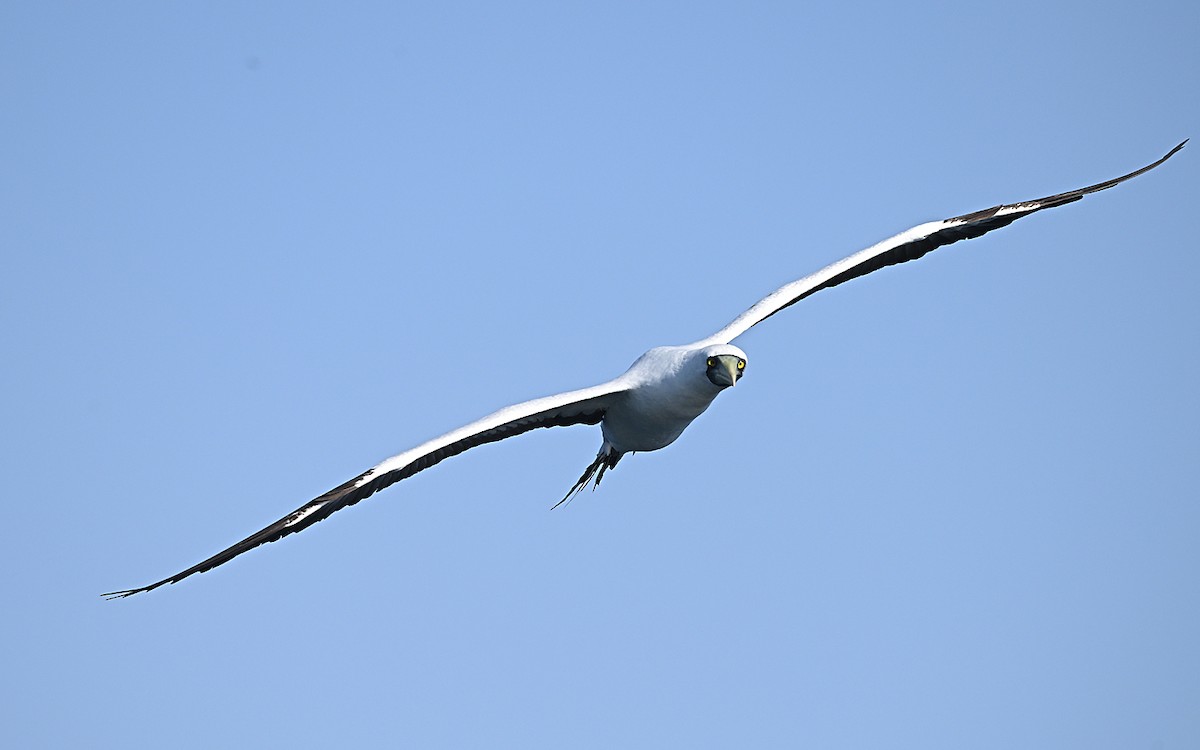 Голуболицая олуша - ML646595916