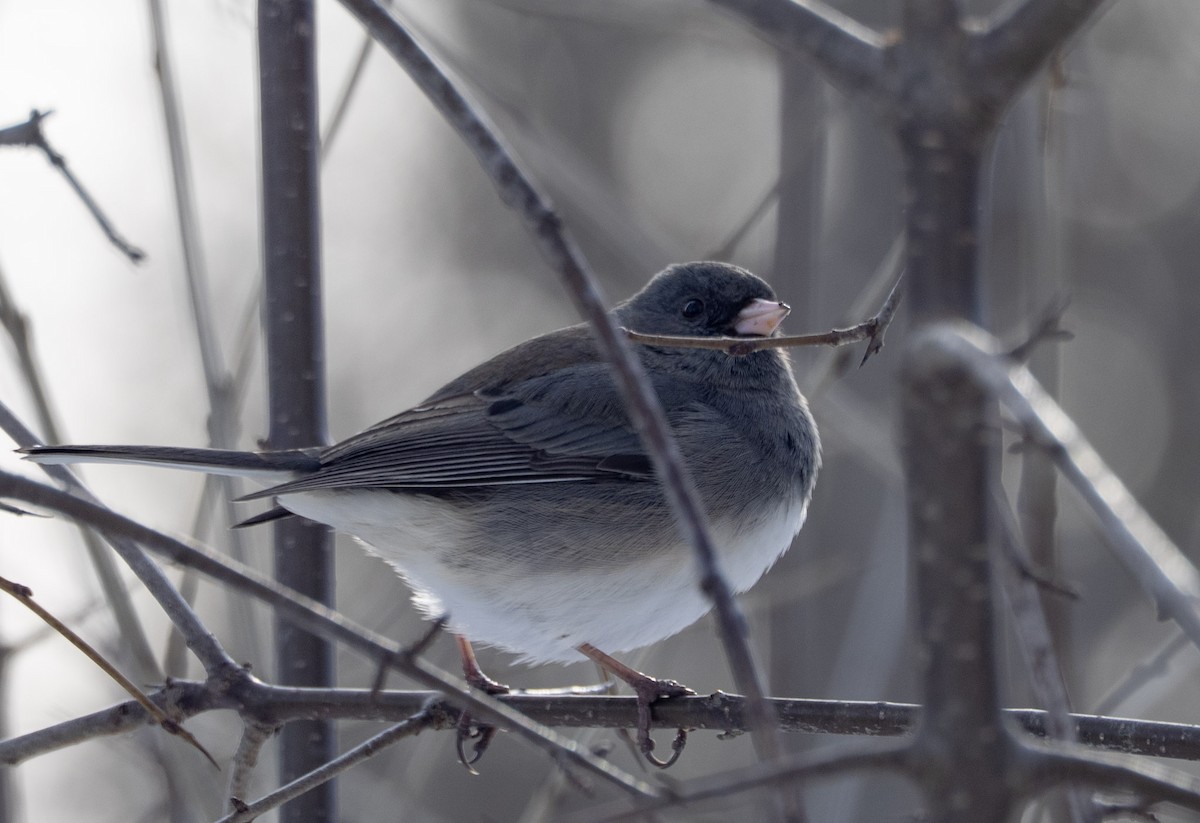 strnadec zimní - ML646595917