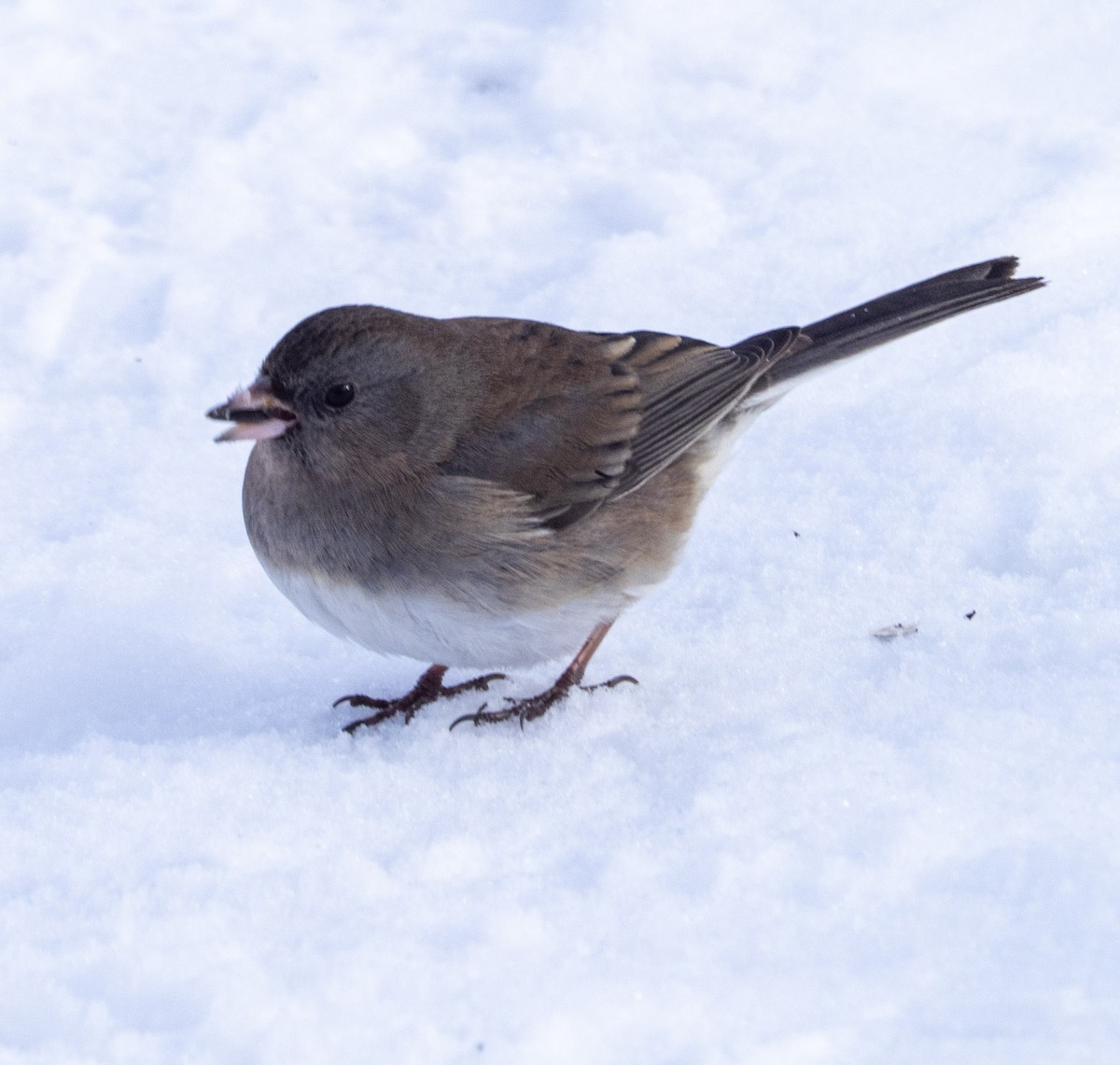 strnadec zimní - ML646595918