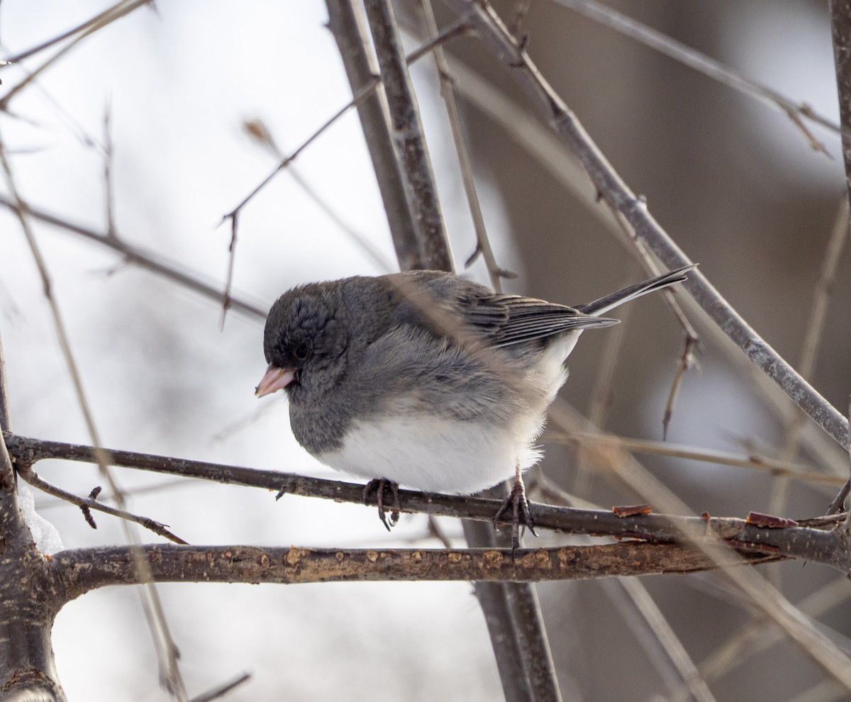 strnadec zimní - ML646595919