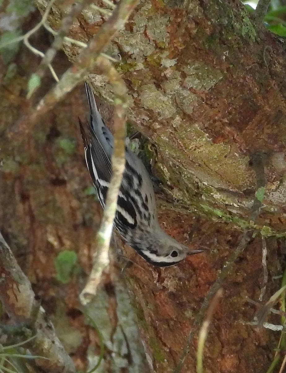 סבכון עקוד - ML646595920