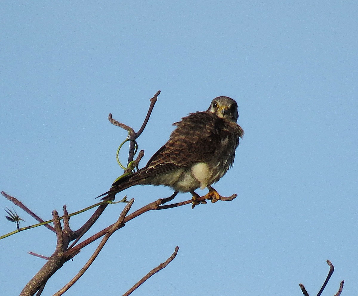 American Kestrel - ML646595921