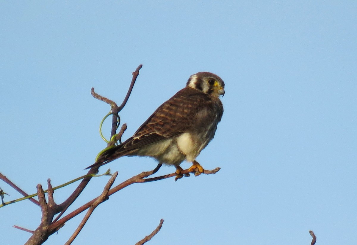 American Kestrel - ML646595923