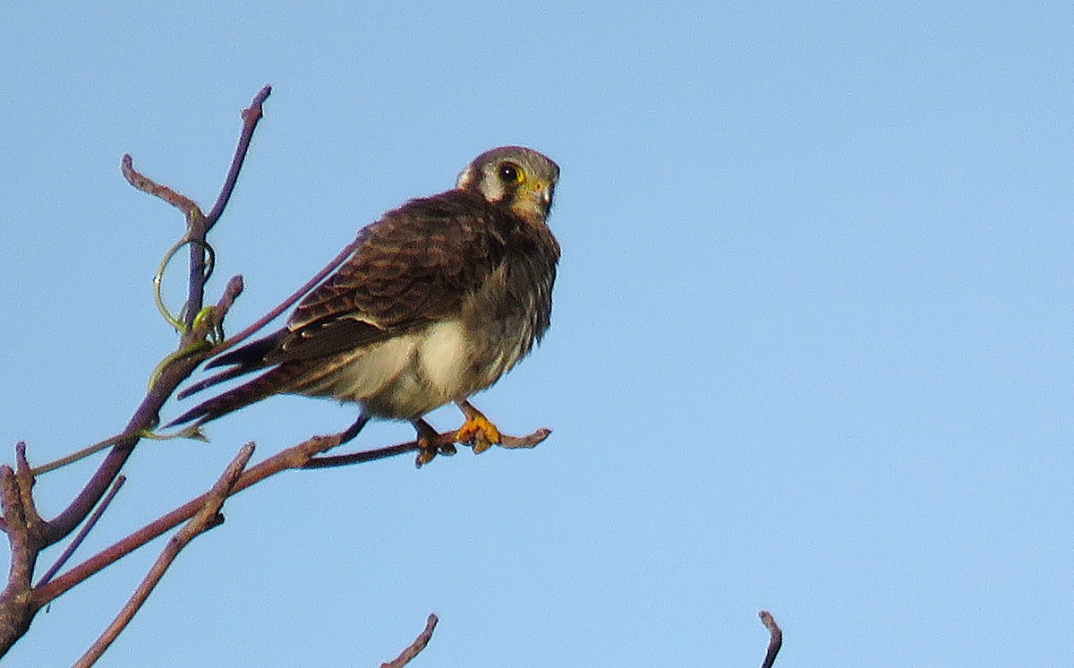 American Kestrel - ML646595924
