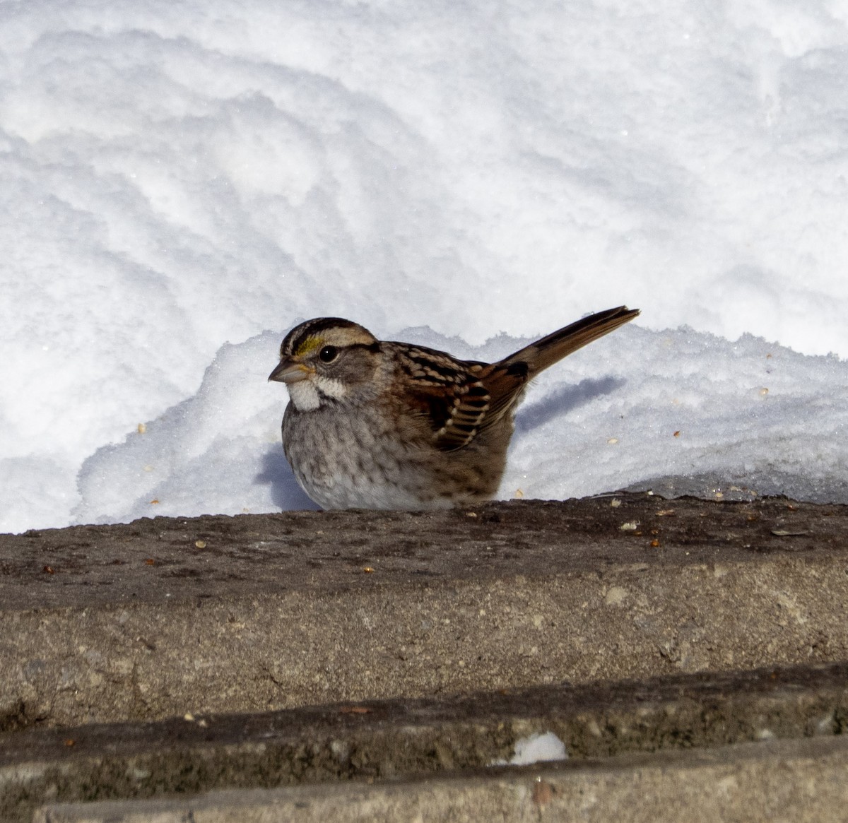 גיבתונית לבנת-גרון - ML646595927