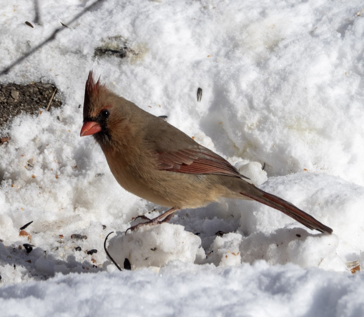 קרדינל צפוני - ML646595929