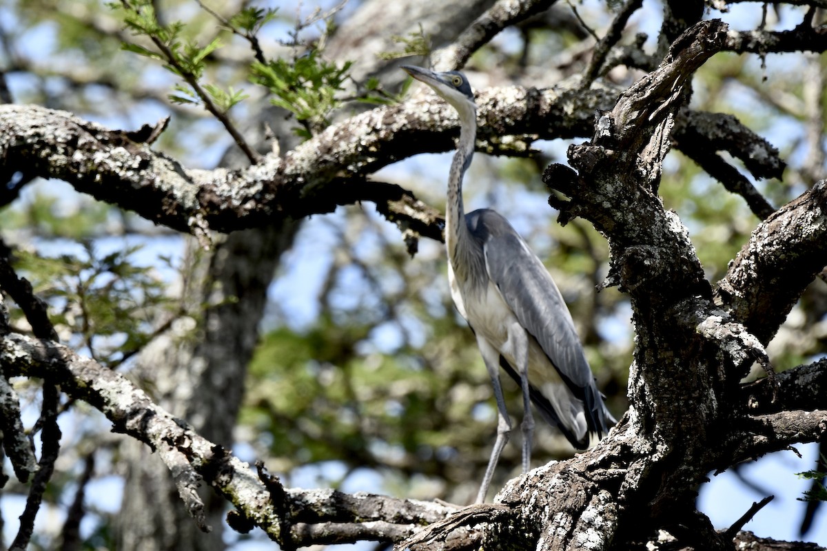 Black-headed Heron - ML646595930