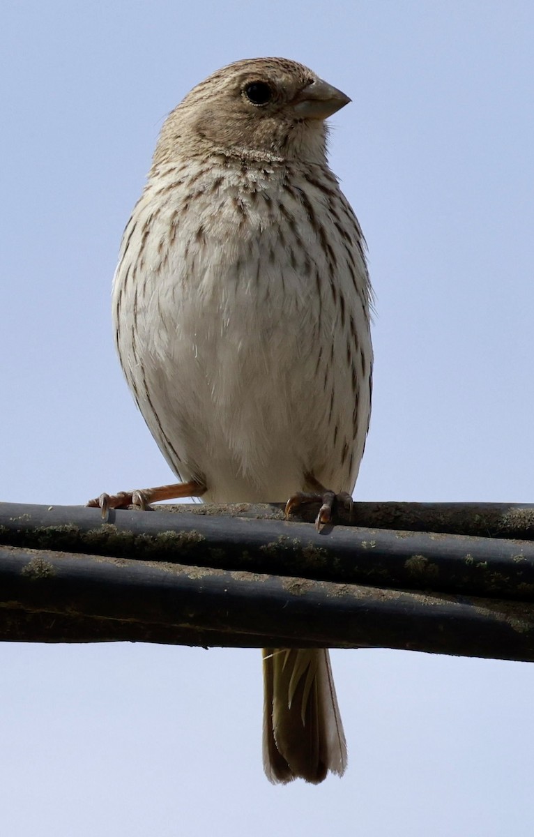 Saffron Finch - ML646595931