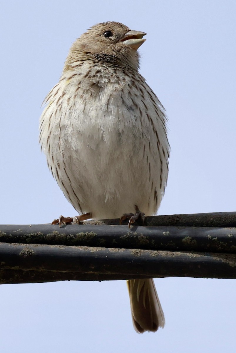Saffron Finch - ML646595932