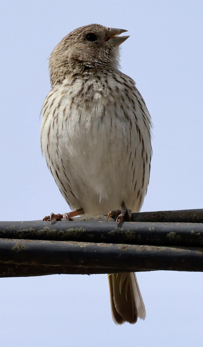 Saffron Finch - ML646595933