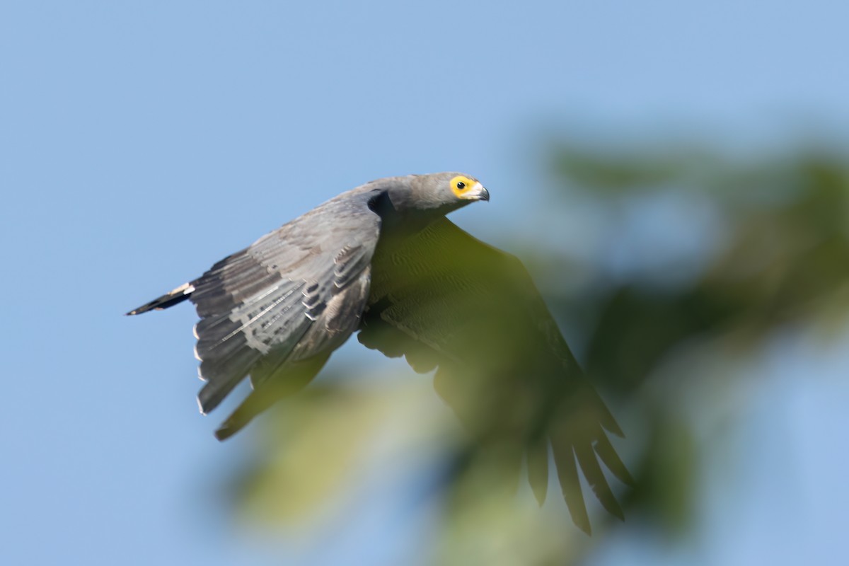 African Harrier-Hawk - ML646595934