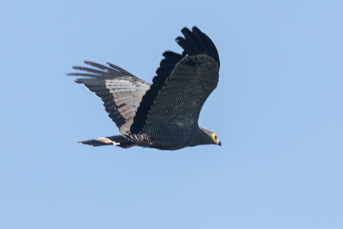 African Harrier-Hawk - ML646595935