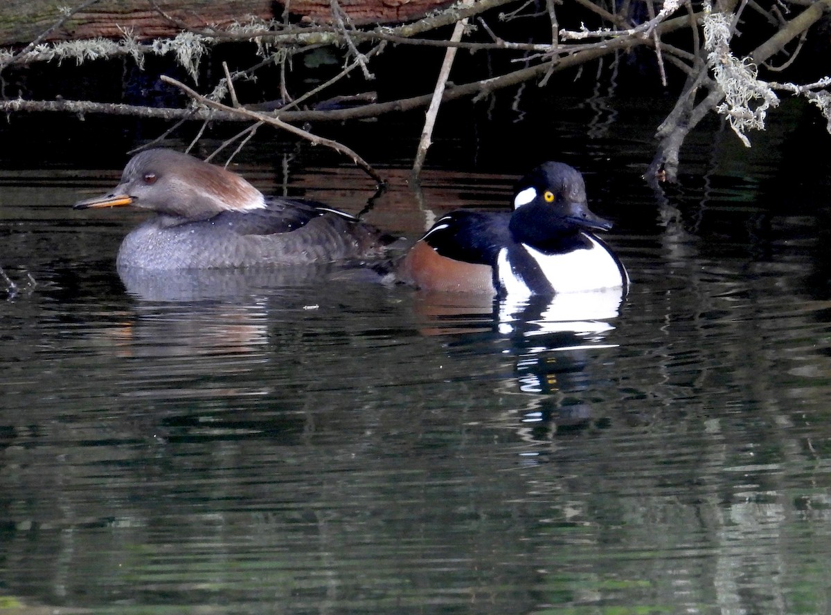 Hooded Merganser - ML646595936