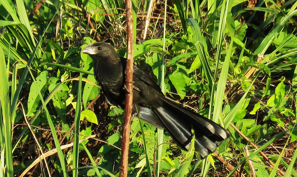 Smooth-billed Ani - ML646595937