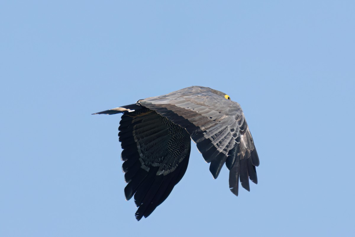 African Harrier-Hawk - ML646595938
