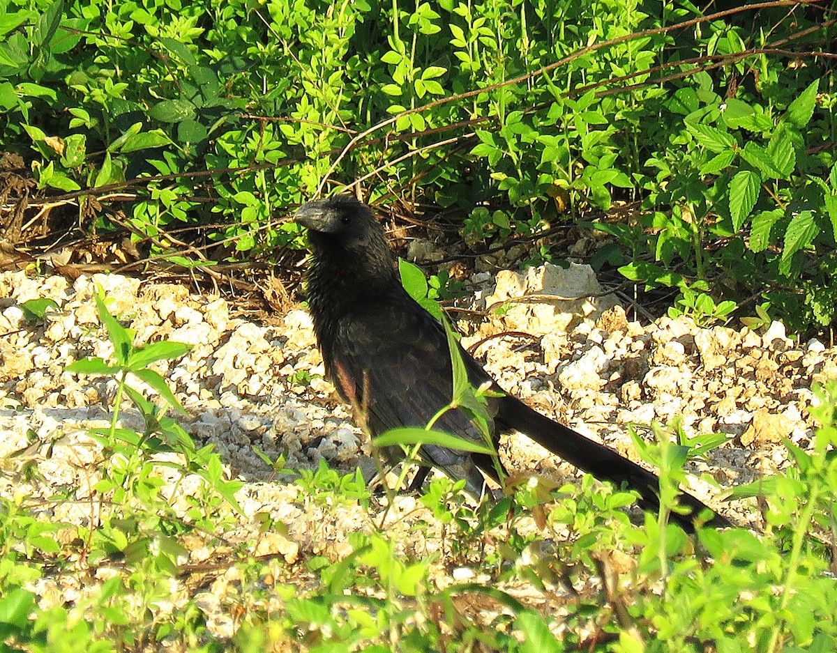 Smooth-billed Ani - ML646595939