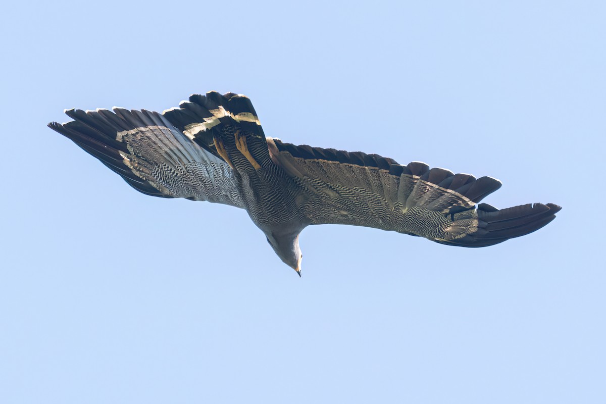 African Harrier-Hawk - ML646595940