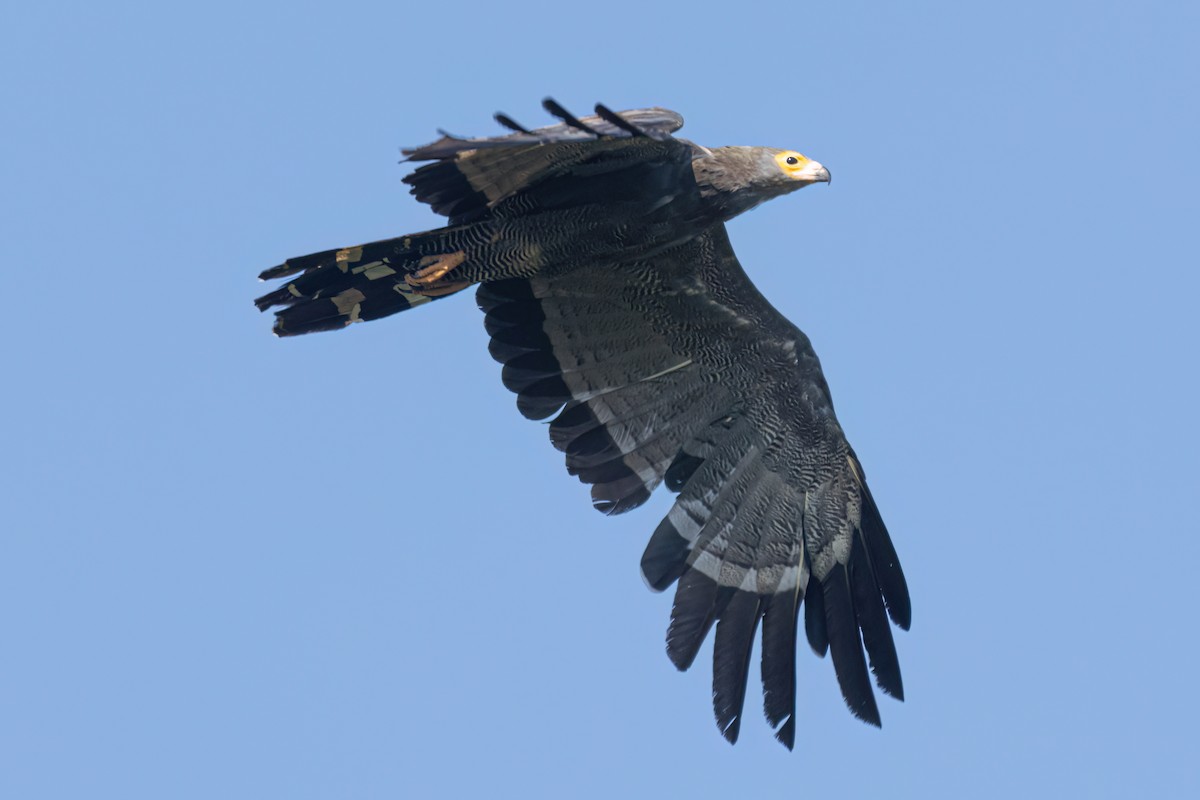 African Harrier-Hawk - ML646595942