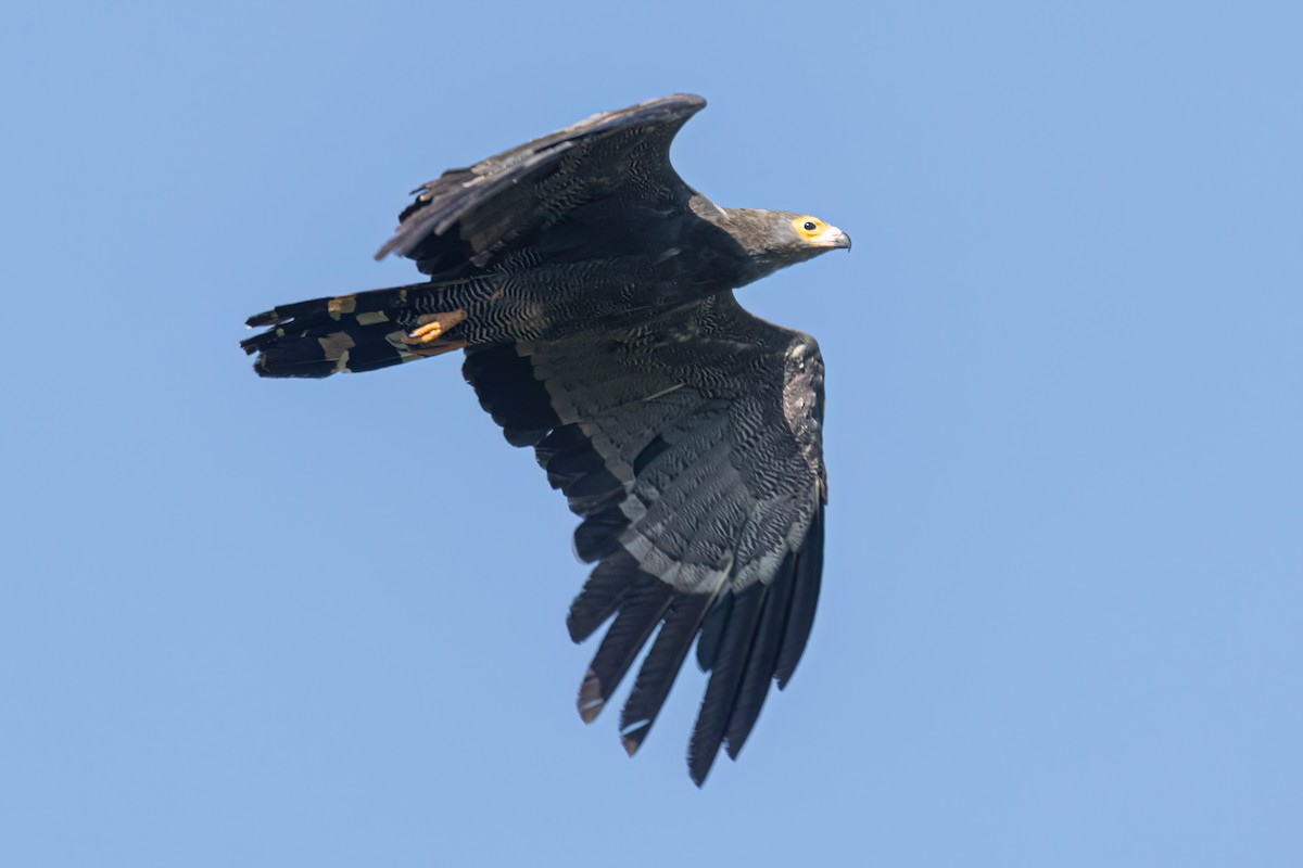 African Harrier-Hawk - ML646595944