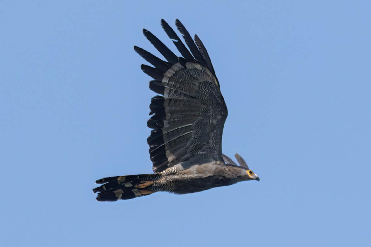 African Harrier-Hawk - ML646595945