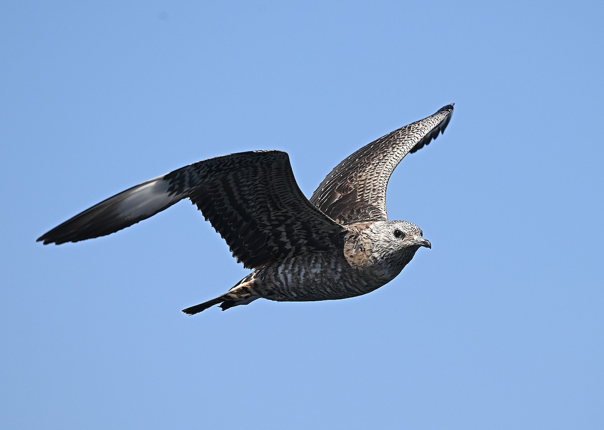 חמסן טפיל - ML646595947
