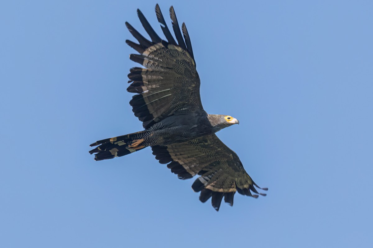 African Harrier-Hawk - ML646595949