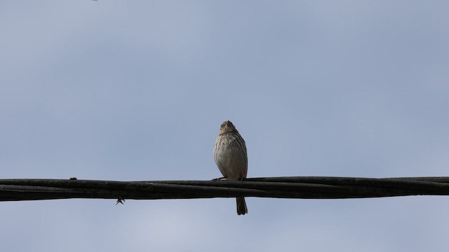 Safran İspinozu - ML646595950