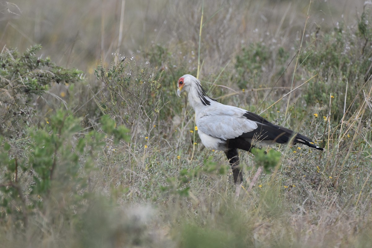 Secretarybird - ML646595951