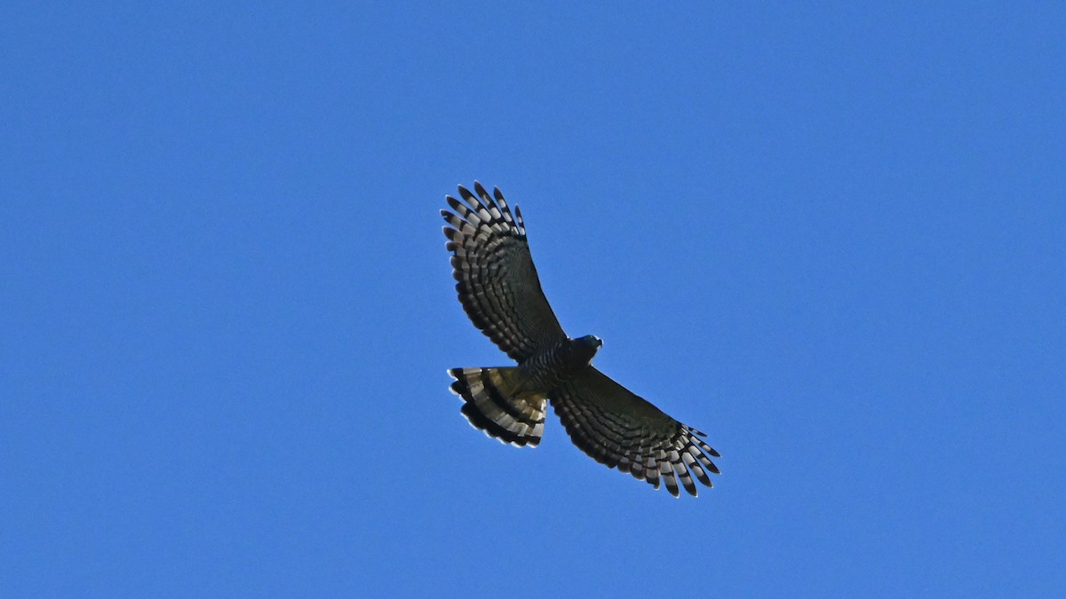 Hook-billed Kite - ML646595953