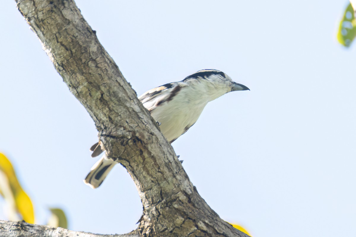 Brubru - ML646595954