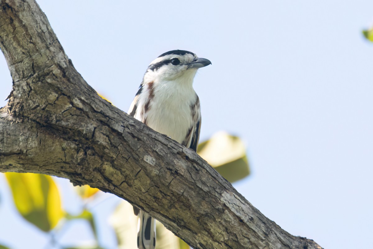 Brubru - ML646595955