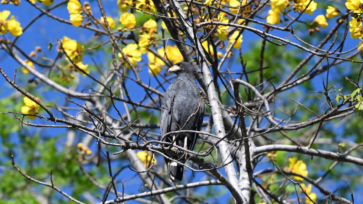 Common Black Hawk - ML646595965