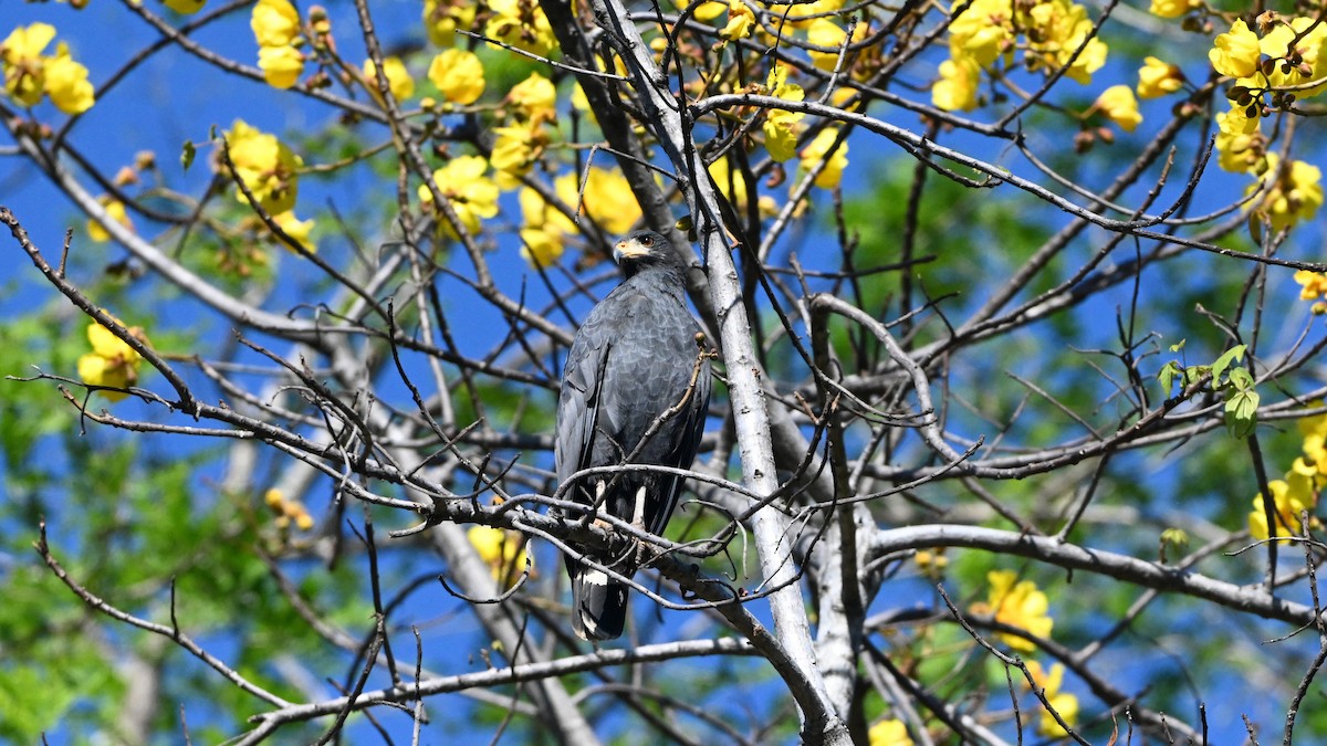 Common Black Hawk - ML646595966