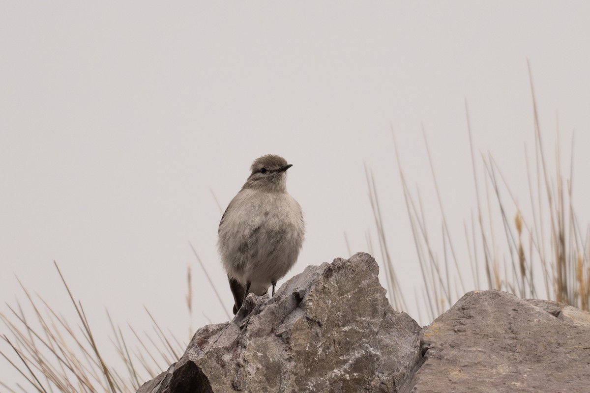 Taczanowski's Ground-Tyrant - ML646595967