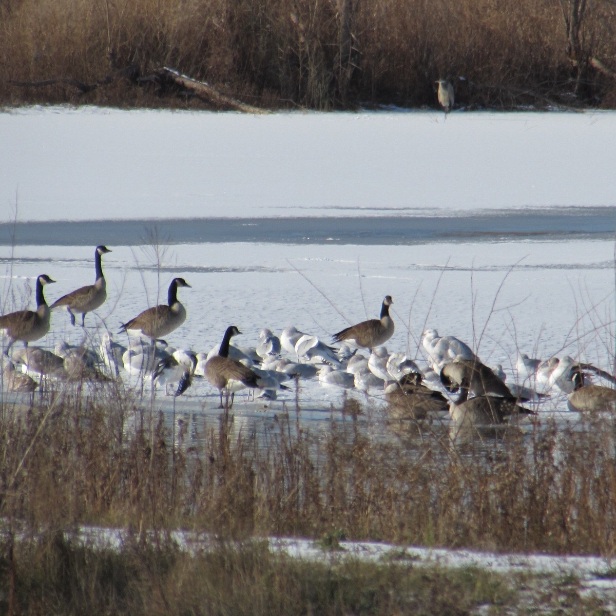 ברנטה קנדית - ML646595968