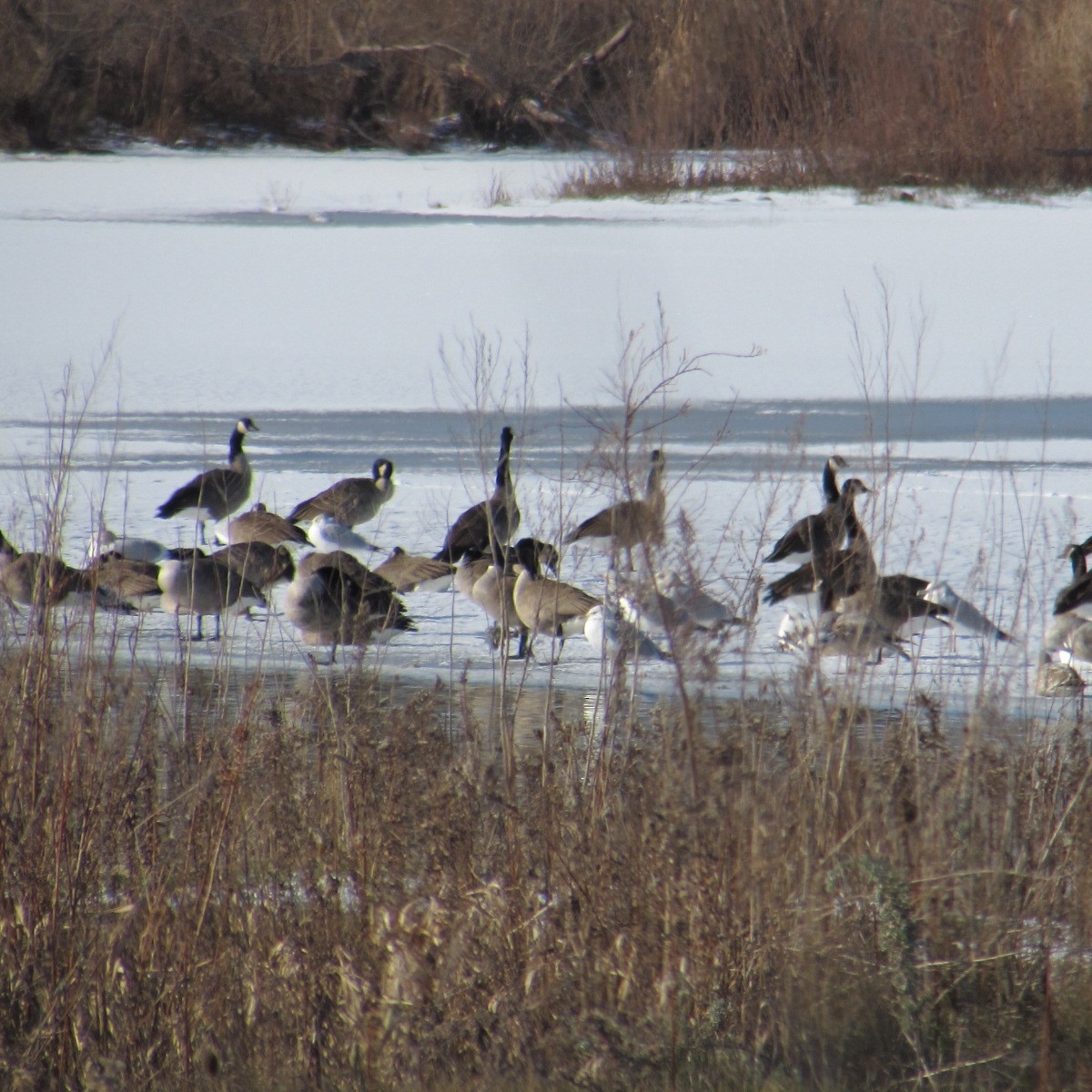 ברנטה קנדית - ML646595969