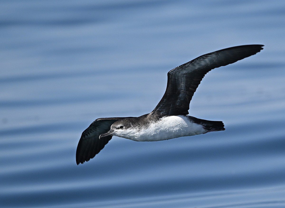 יסעור פרסי - ML646595970