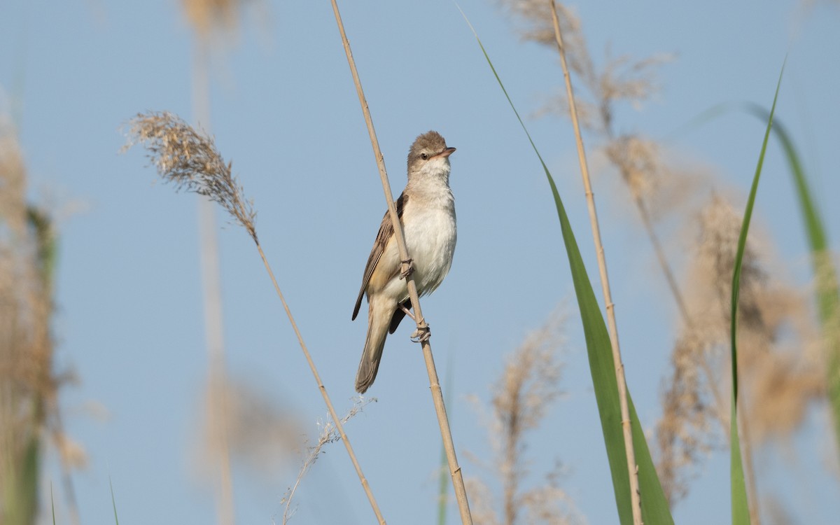ニシオオヨシキリ - ML646595971