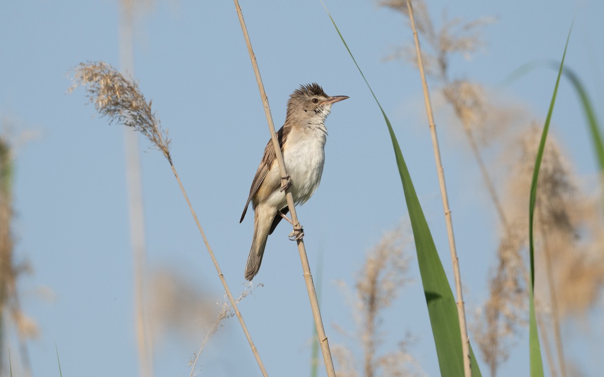 ニシオオヨシキリ - ML646595972