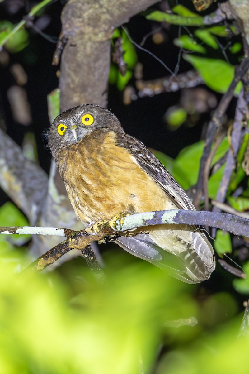 Ninoxe ocrée - ML646595975