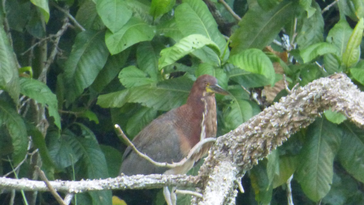 Rufescent Tiger-Heron - ML646595976