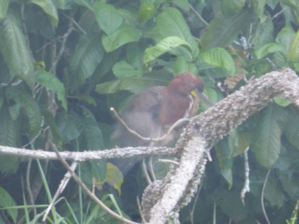 Rufescent Tiger-Heron - ML646595977
