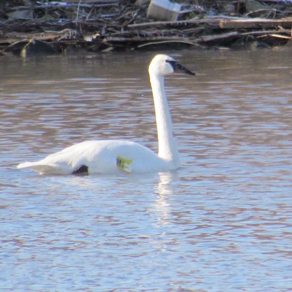Лебедь-трубач - ML646595979