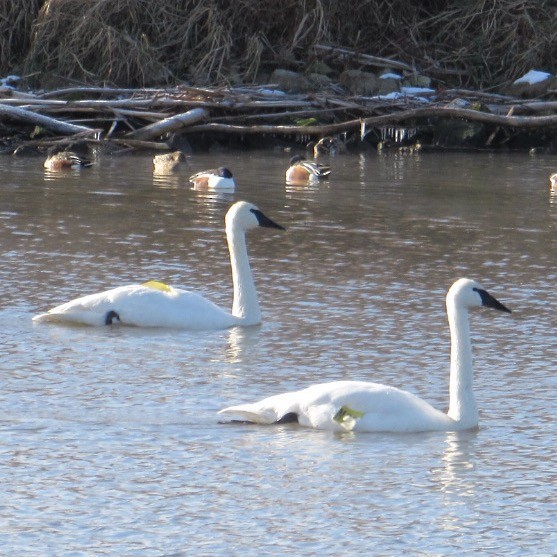 Лебедь-трубач - ML646595980