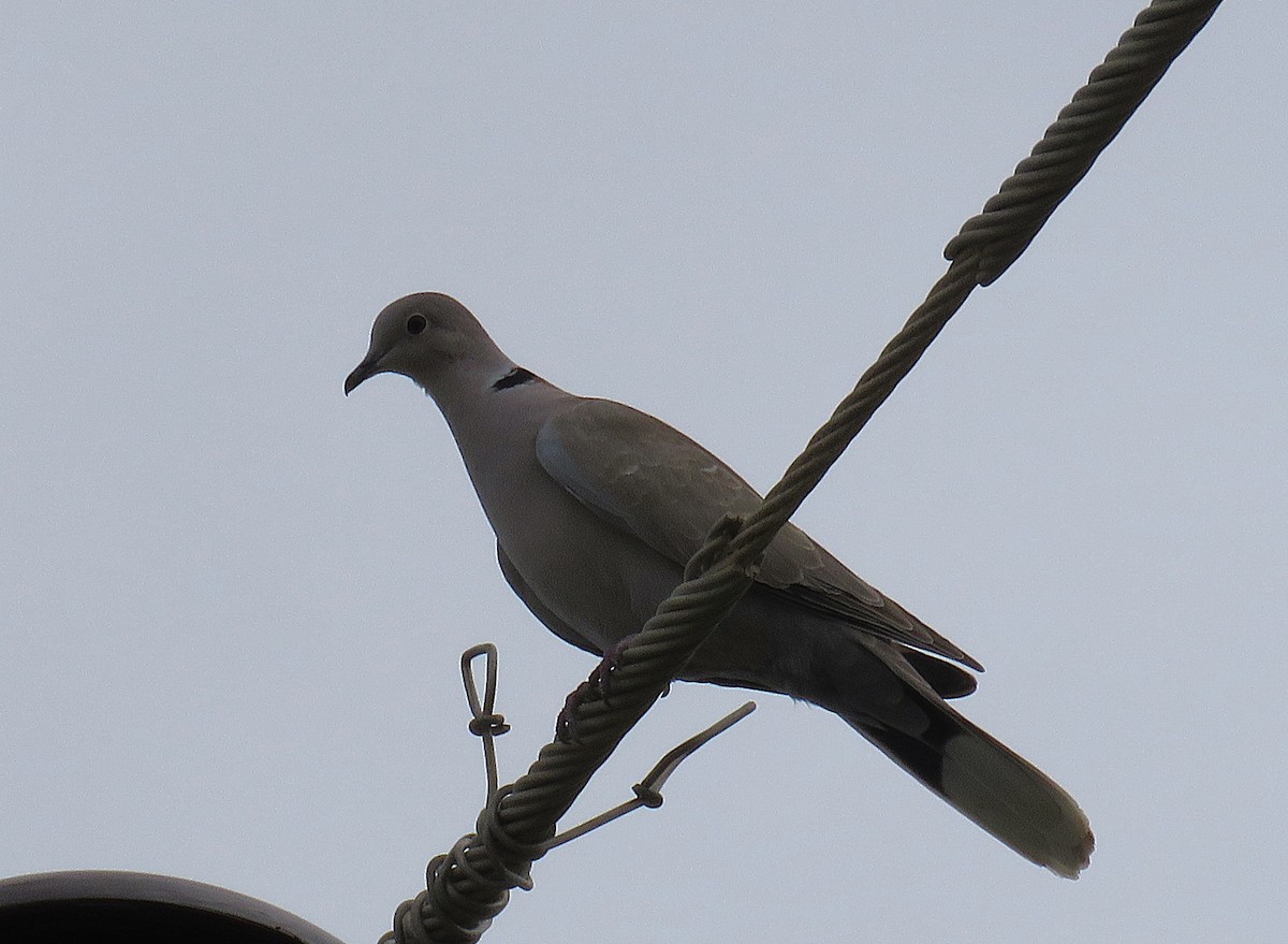 Eurasian Collared-Dove - ML646595985
