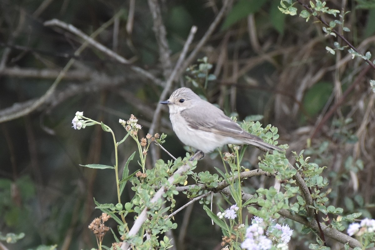 Spotted Flycatcher - ML646595986