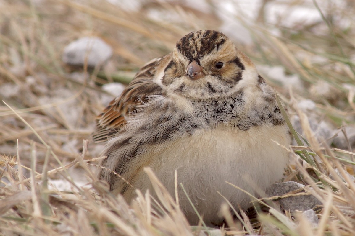 Буулгат хөмрөг - ML646595987