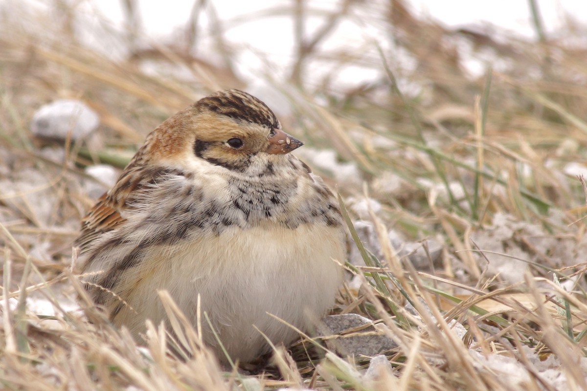 Буулгат хөмрөг - ML646595988