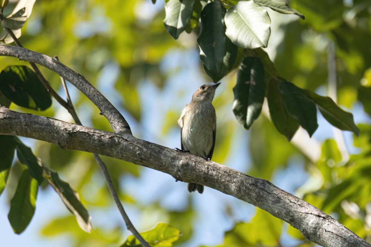 חטפית שחורת-עורף - ML646595989
