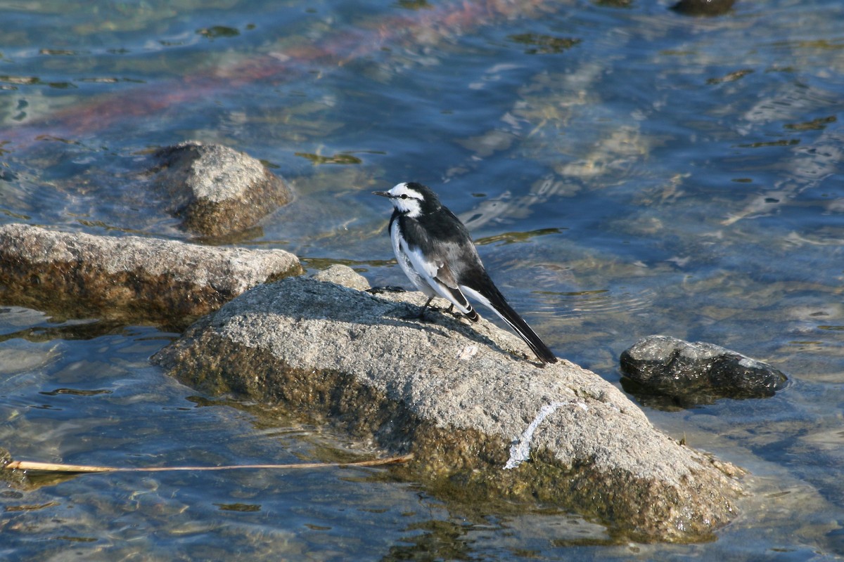 白鶺鴒 - ML646595990